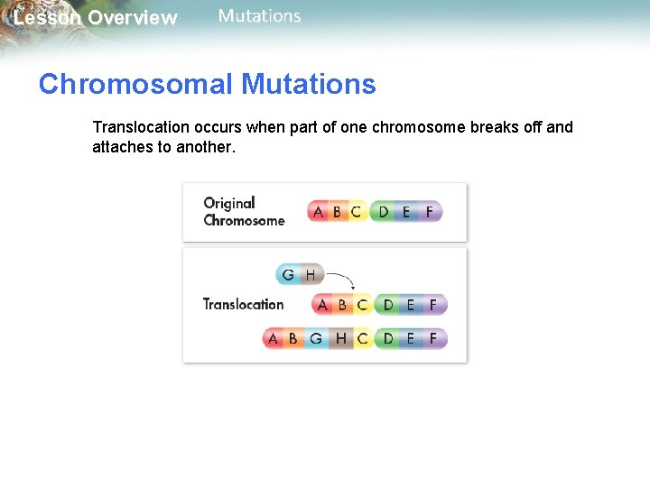Lesson Overview Mutations Chromosomal Mutations Translocation occurs when part of one chromosome breaks off Lesson Overview Mutations Chromosomal Mutations Translocation occurs when part of one chromosome breaks off