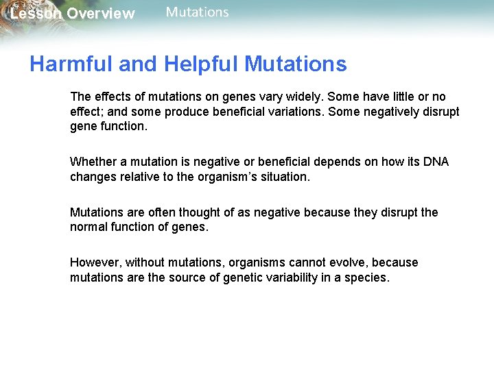 Lesson Overview Mutations Harmful and Helpful Mutations The effects of mutations on genes vary Lesson Overview Mutations Harmful and Helpful Mutations The effects of mutations on genes vary