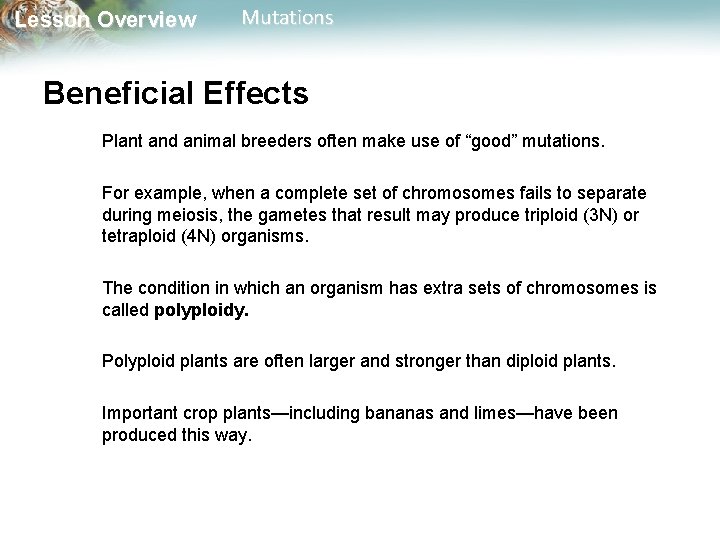 Lesson Overview Mutations Beneficial Effects Plant and animal breeders often make use of “good” Lesson Overview Mutations Beneficial Effects Plant and animal breeders often make use of “good”