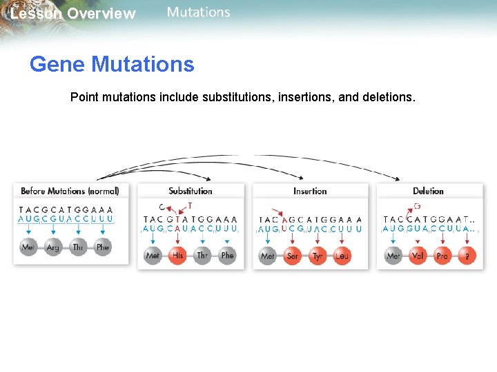 Lesson Overview Mutations Gene Mutations Point mutations include substitutions, insertions, and deletions. Lesson Overview Mutations Gene Mutations Point mutations include substitutions, insertions, and deletions.