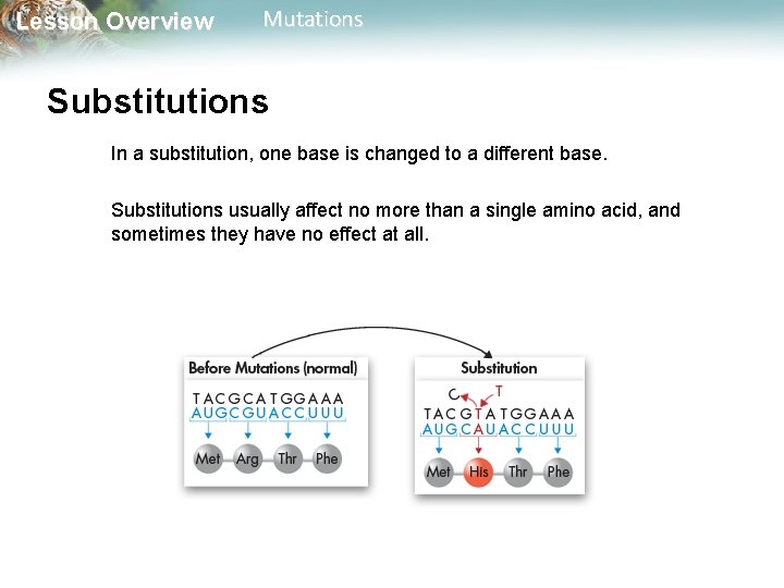Lesson Overview Mutations Substitutions In a substitution, one base is changed to a different Lesson Overview Mutations Substitutions In a substitution, one base is changed to a different