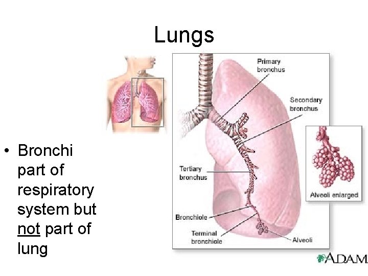 Lungs • Bronchi part of respiratory system but not part of lung 