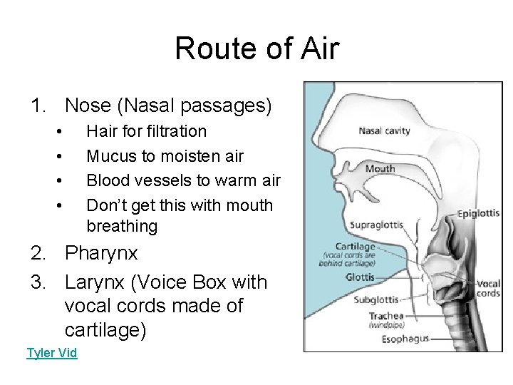 Route of Air 1. Nose (Nasal passages) • • Hair for filtration Mucus to