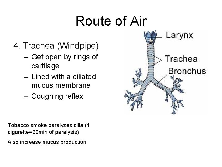 Route of Air 4. Trachea (Windpipe) – Get open by rings of cartilage –