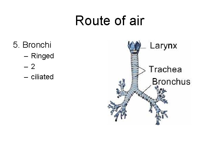 Route of air 5. Bronchi – Ringed – 2 – ciliated 