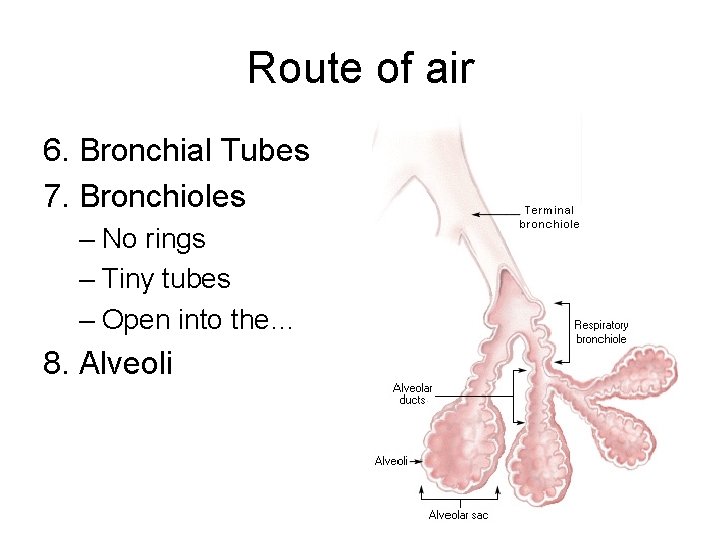 Route of air 6. Bronchial Tubes 7. Bronchioles – No rings – Tiny tubes