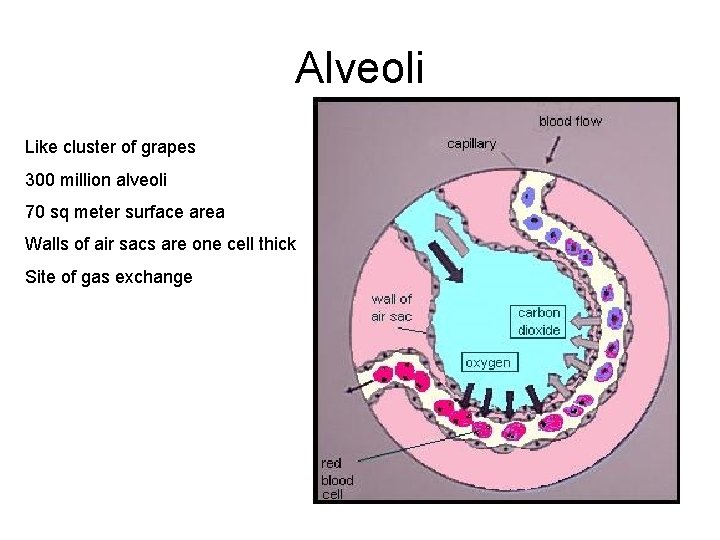 Alveoli Like cluster of grapes 300 million alveoli 70 sq meter surface area Walls