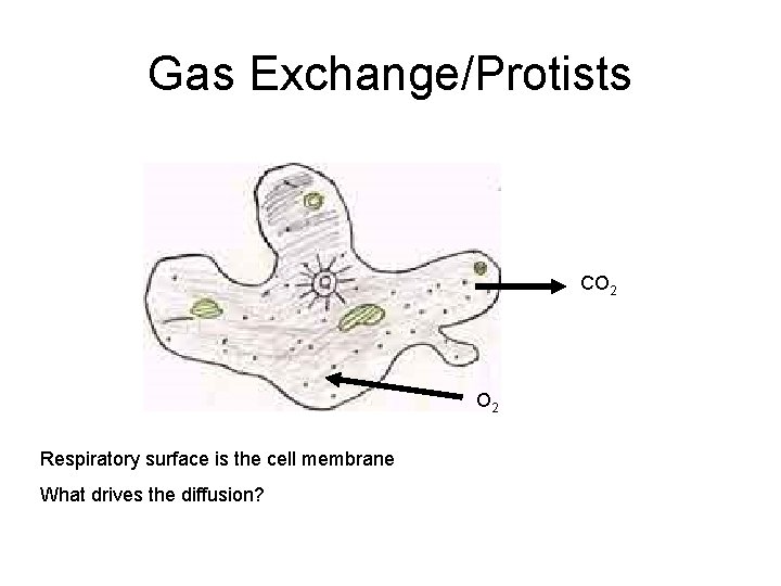 Gas Exchange/Protists CO 2 Respiratory surface is the cell membrane What drives the diffusion?