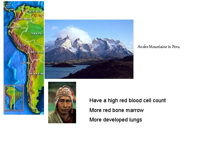 Andes Mountains in Peru Have a high red blood cell count More red bone