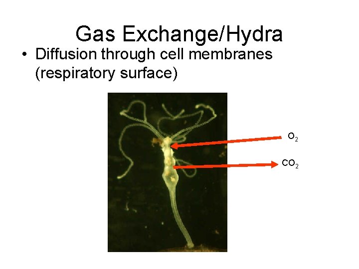 Gas Exchange/Hydra • Diffusion through cell membranes (respiratory surface) O 2 CO 2 