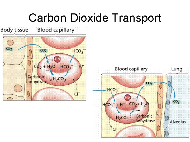 Carbon Dioxide Transport 