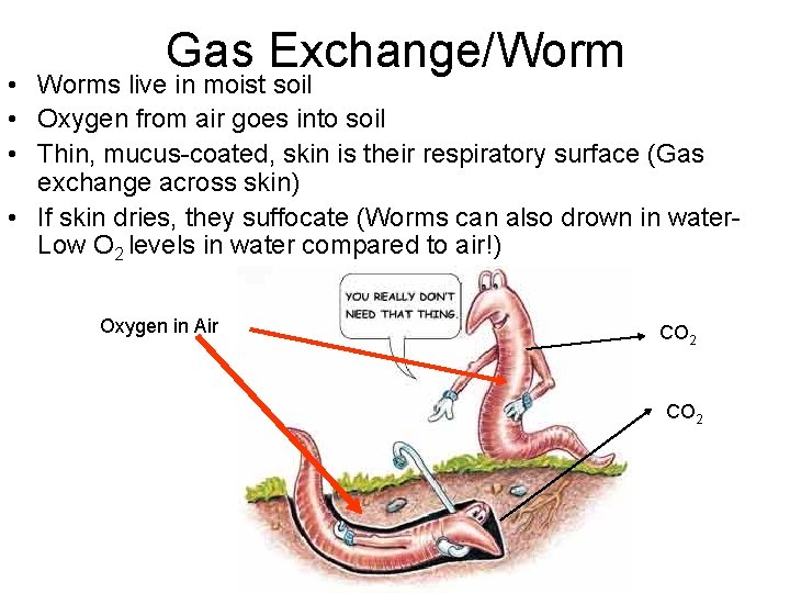 Gas Exchange/Worm • Worms live in moist soil • Oxygen from air goes into