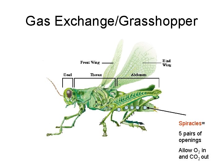Gas Exchange/Grasshopper Spiracles= 5 pairs of openings Allow O 2 in and CO 2