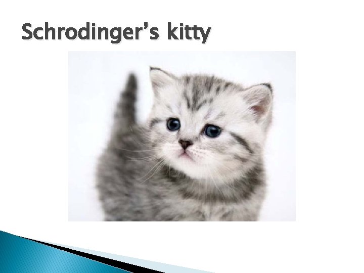Schrodinger’s kitty 