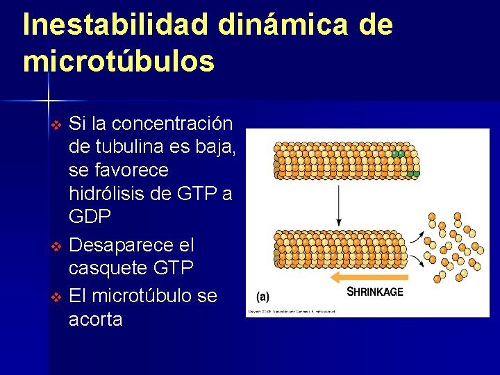 Inestabilidad dinámica de microtúbulos Si la concentración de tubulina es baja, se favorece hidrólisis