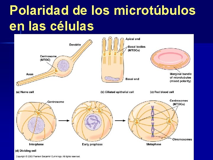 Polaridad de los microtúbulos en las células 