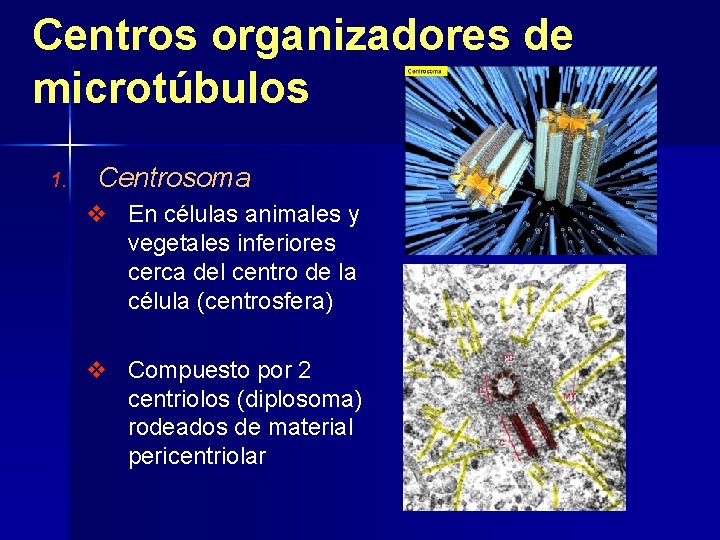 Centros organizadores de microtúbulos 1. Centrosoma v En células animales y vegetales inferiores cerca