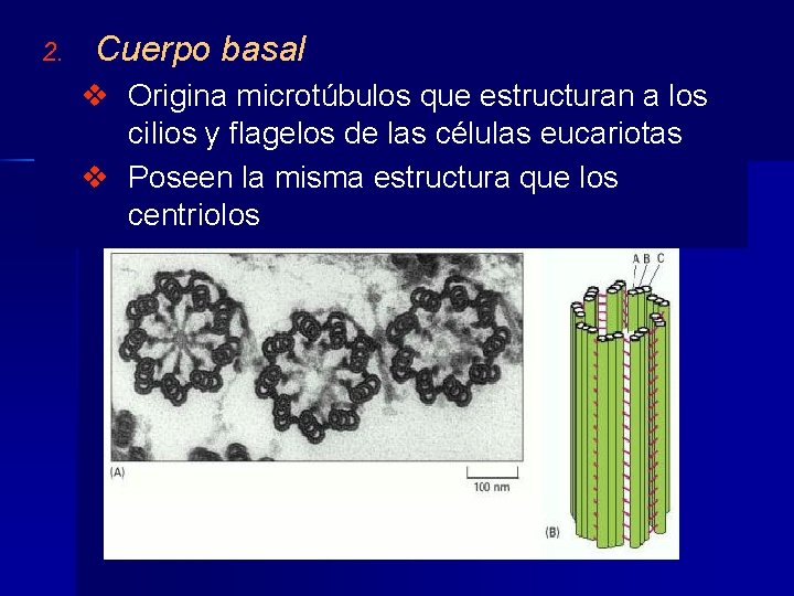 2. Cuerpo basal v Origina microtúbulos que estructuran a los cilios y flagelos de