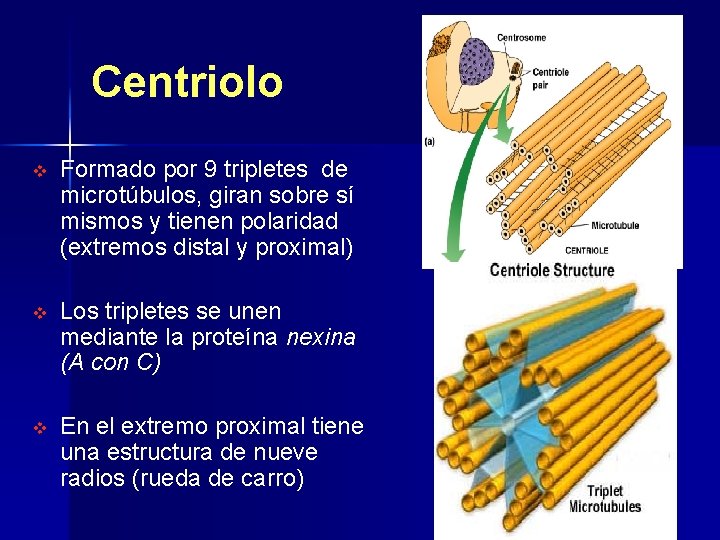 Centriolo v Formado por 9 tripletes de microtúbulos, giran sobre sí mismos y tienen