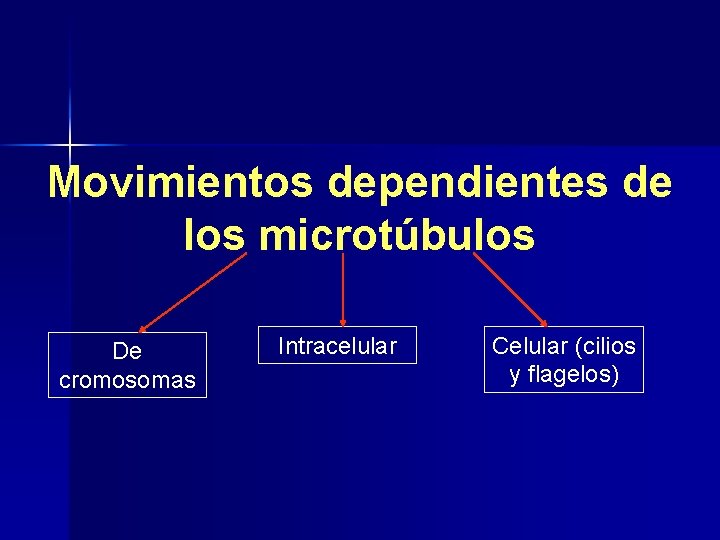 Movimientos dependientes de los microtúbulos De cromosomas Intracelular Celular (cilios y flagelos) 