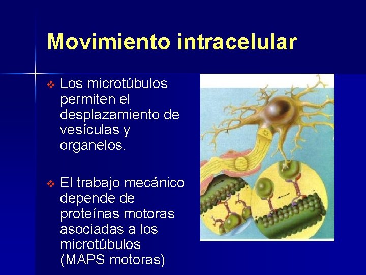 Movimiento intracelular v Los microtúbulos permiten el desplazamiento de vesículas y organelos. v El