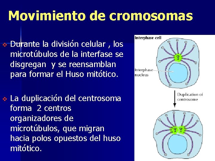 Movimiento de cromosomas v v Durante la división celular , los microtúbulos de la