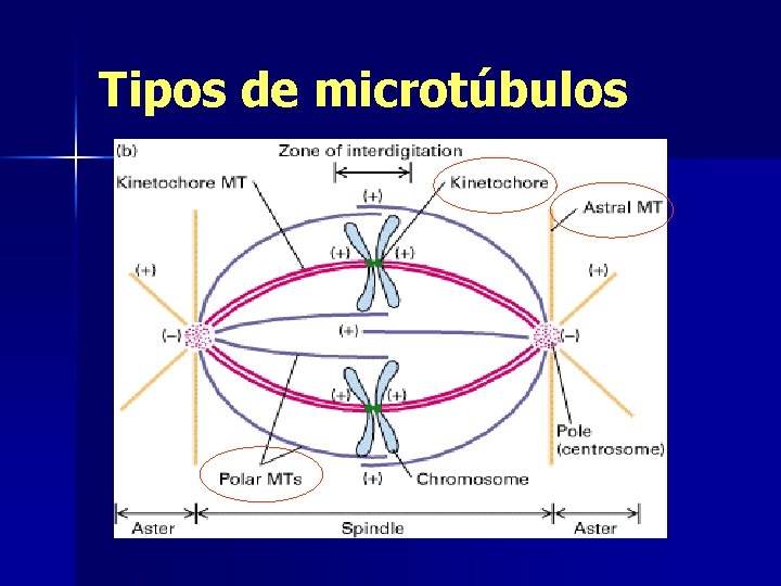 Tipos de microtúbulos 