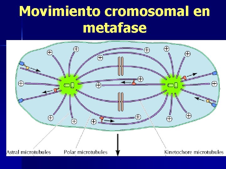 Movimiento cromosomal en metafase 