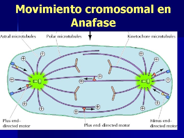 Movimiento cromosomal en Anafase 