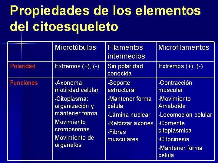 Propiedades de los elementos del citoesqueleto Microtúbulos Filamentos intermedios Microfilamentos Polaridad Extremos (+), (-)