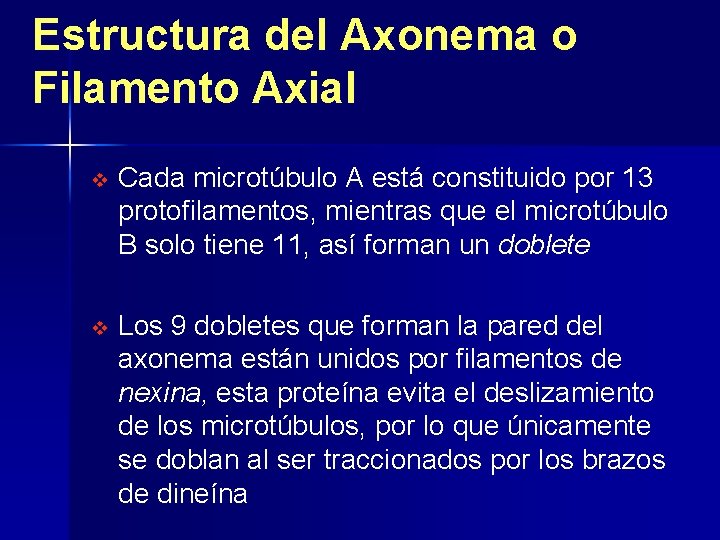 Estructura del Axonema o Filamento Axial v Cada microtúbulo A está constituido por 13