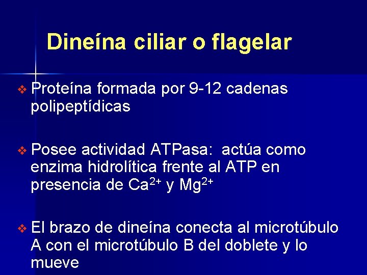 Dineína ciliar o flagelar v Proteína formada por 9 -12 cadenas polipeptídicas v Posee