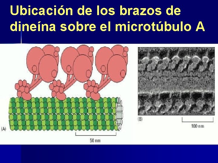 Ubicación de los brazos de dineína sobre el microtúbulo A 