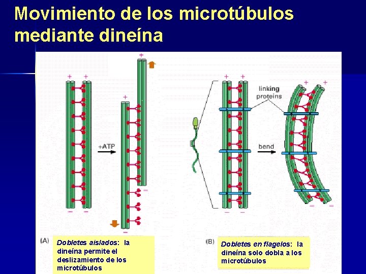 Movimiento de los microtúbulos mediante dineína Dobletes aislados: la dineína permite el deslizamiento de