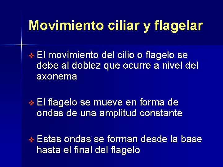 Movimiento ciliar y flagelar v El movimiento del cilio o flagelo se debe al