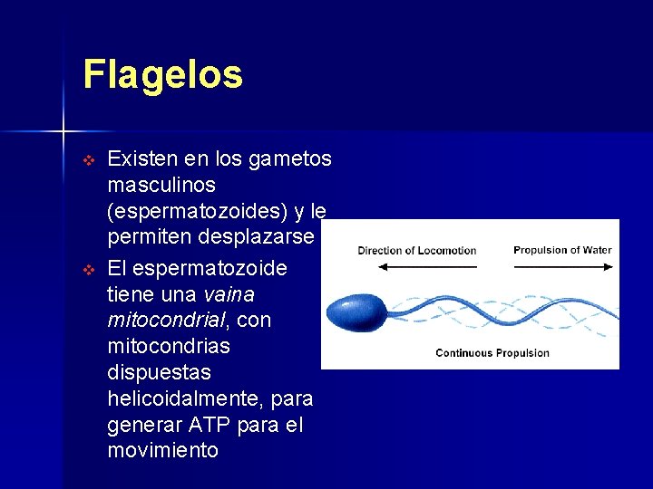 Flagelos v v Existen en los gametos masculinos (espermatozoides) y le permiten desplazarse El