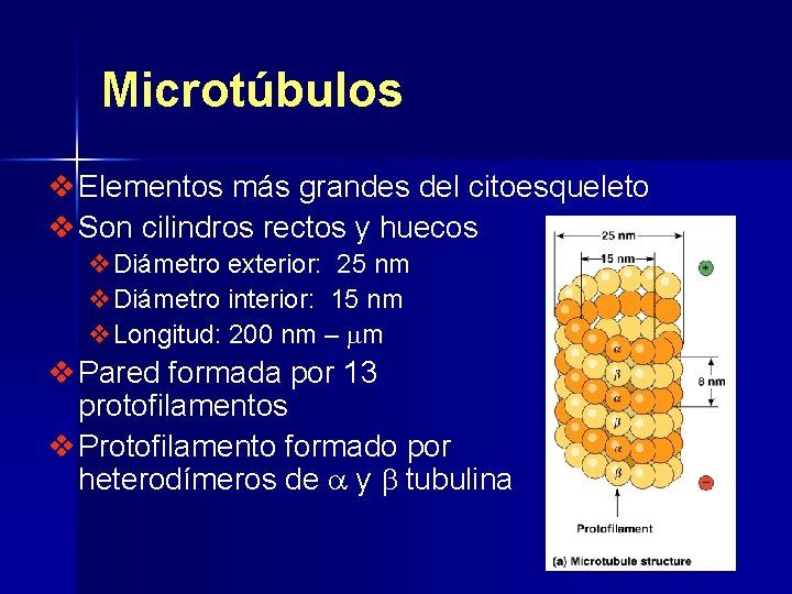 Microtúbulos v Elementos más grandes del citoesqueleto v Son cilindros rectos y huecos v.