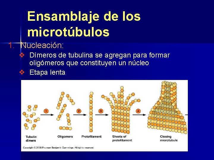Ensamblaje de los microtúbulos 1. Nucleación: v Dímeros de tubulina se agregan para formar