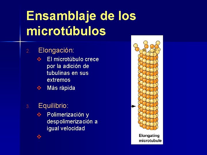 Ensamblaje de los microtúbulos 2. Elongación: v El microtúbulo crece por la adición de