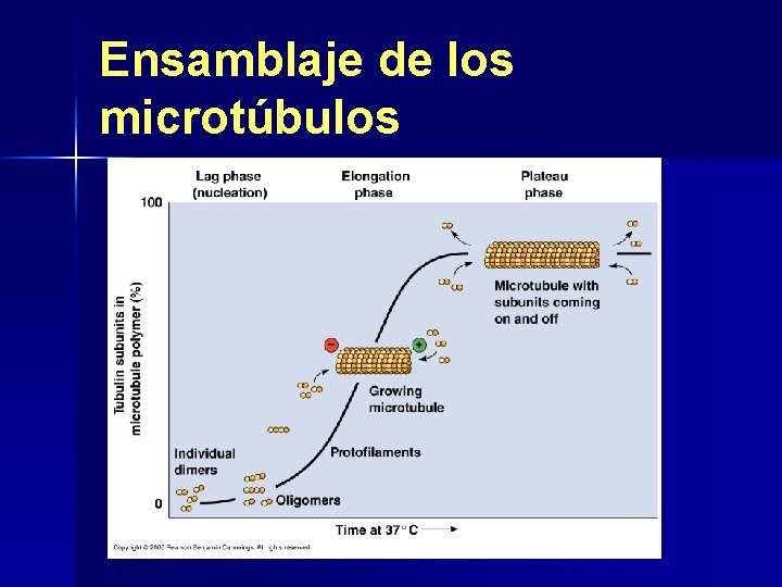 Ensamblaje de los microtúbulos 