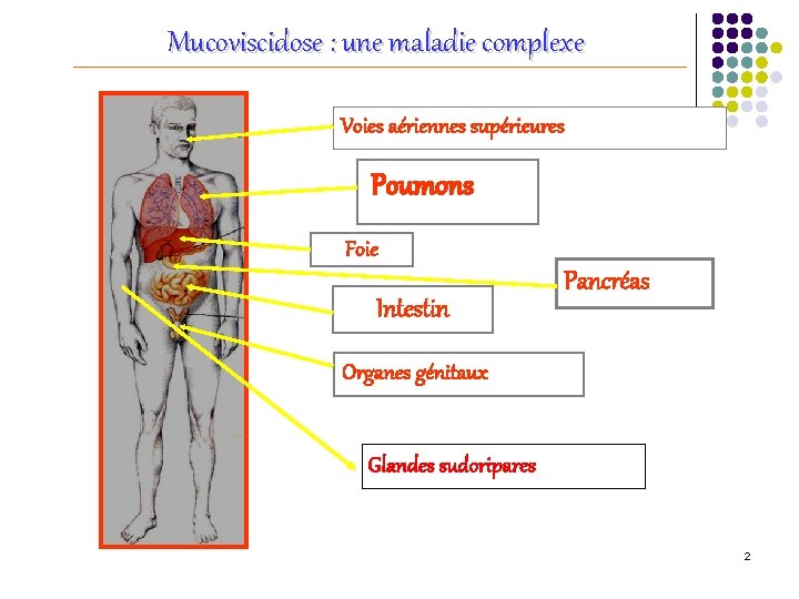 Mucoviscidose : une maladie complexe Voies aériennes supérieures Poumons Foie Intestin Pancréas Organes génitaux