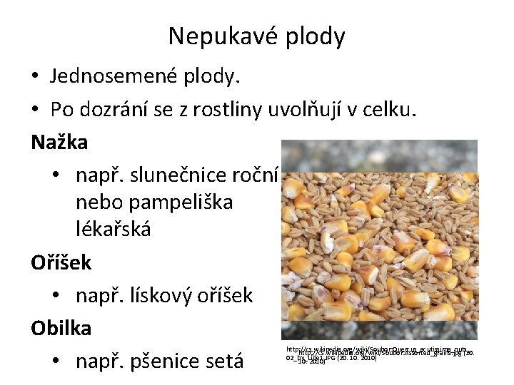 Nepukavé plody • Jednosemené plody. • Po dozrání se z rostliny uvolňují v celku.