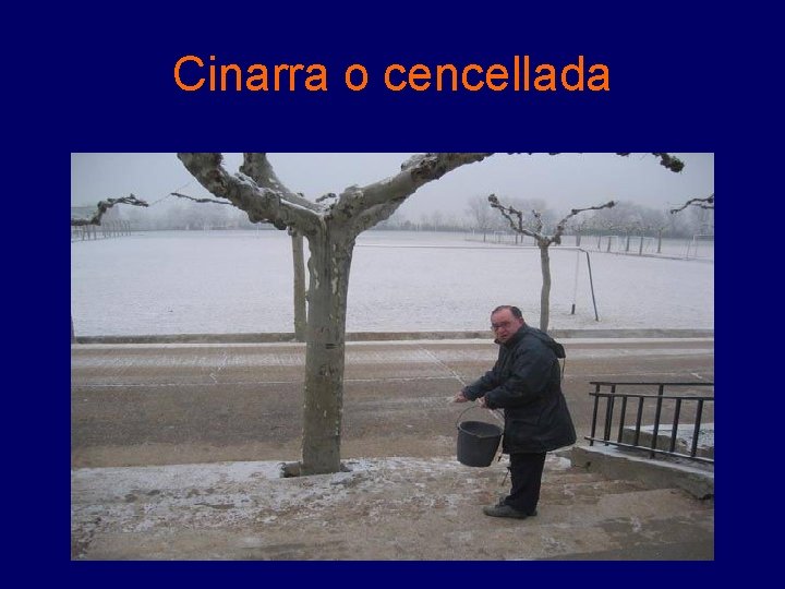 Cinarra o cencellada Cinarra o cencellada