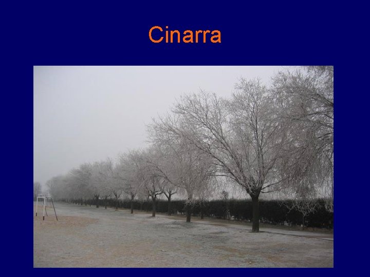 Cinarra Cinarra