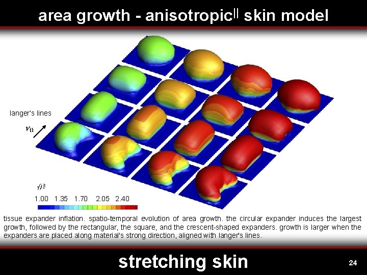 area growth - anisotropic|| skin model langer’s lines 1. 00 1. 35 1. 70