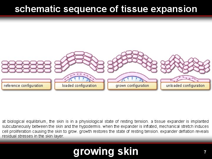 schematic sequence of tissue expansion reference configuration loaded configuration grown configuration unloaded configuration at