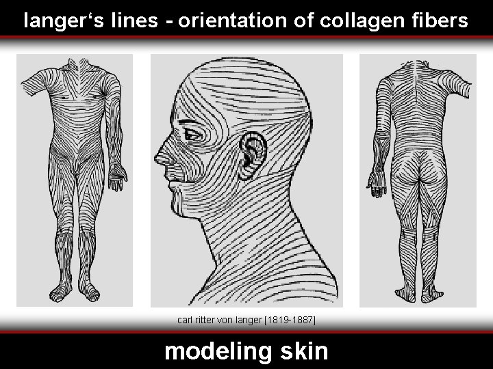 langer‘s lines - orientation of collagen fibers carl ritter von langer [1819 -1887] modeling