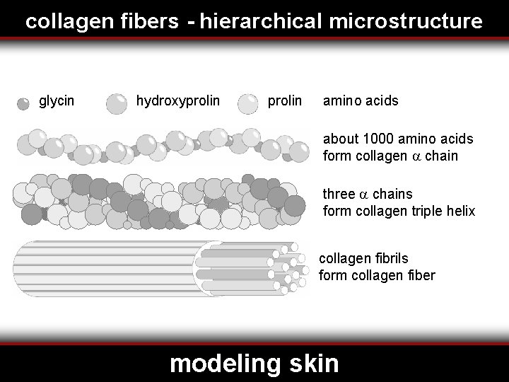 collagen fibers - hierarchical microstructure glycin hydroxyprolin amino acids about 1000 amino acids form