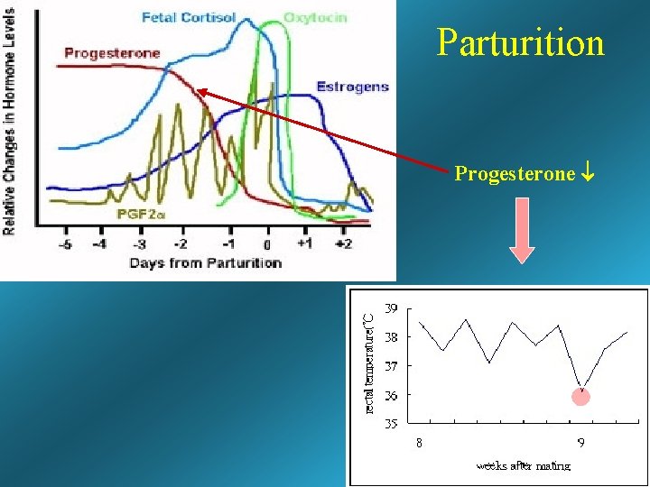 Parturition Progesterone Parturition within 12 hours Parturition Progesterone Parturition within 12 hours
