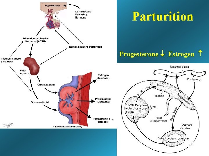 Parturition Progesterone Estrogen Parturition Progesterone Estrogen